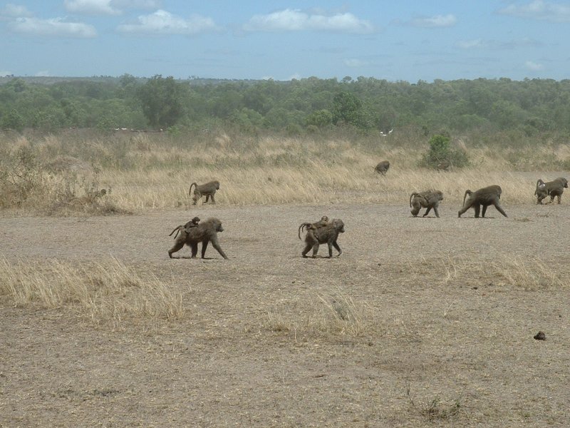 gal/Honeymoon/Masai Mara/DSCF0098.JPG
